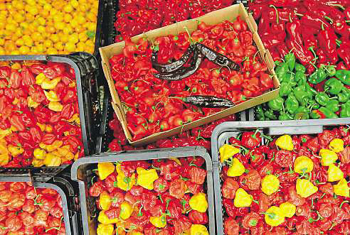 Náhoda i záliba v pěstování pálivých papriček je dostala ktomu, že si založily firmu World of Chilli aexotické rostliny pěstují ve velkém. Jako jediné v celé České republice.