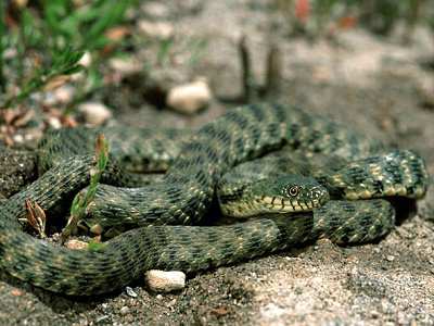 ŠUPINATÍ HADI Hadi mají suchou pokožku pokrytou šupinami. Hadi ji svlékají vcelku ( hadí košilka ). Tělo je protáhlé, bez končetin. Vnitřní orgány se přizpůsobily hadovitému tvaru těla.