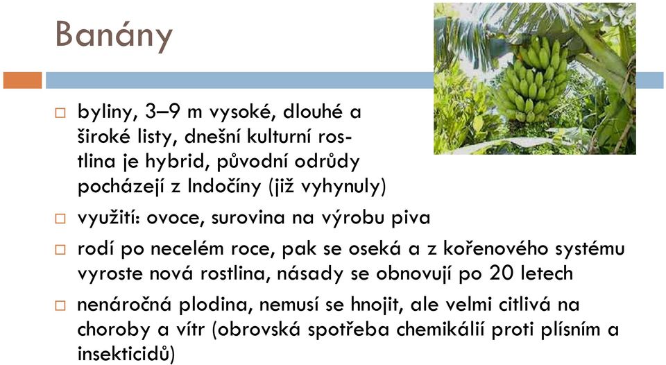 oseká a z kořenového systému vyroste nová rostlina, násady se obnovují po 20 letech nenáročná plodina,