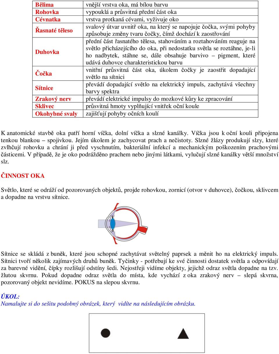 oka, pi nedostatku svtla se roztáhne, je-li ho nadbytek, stáhne se, dále obsahuje barvivo pigment, které udává duhovce charakteristickou barvu vnitní prsvitná ást oka, úkolem oky je zaostit