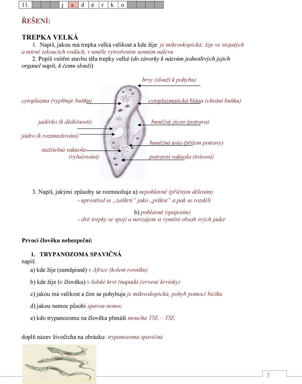 rozmnožování) stažitelná vakuola (vylučování) buněčný jícen (potrava) buněčná ústa (příjem potravy) potravní vakuola (trávení) 3.