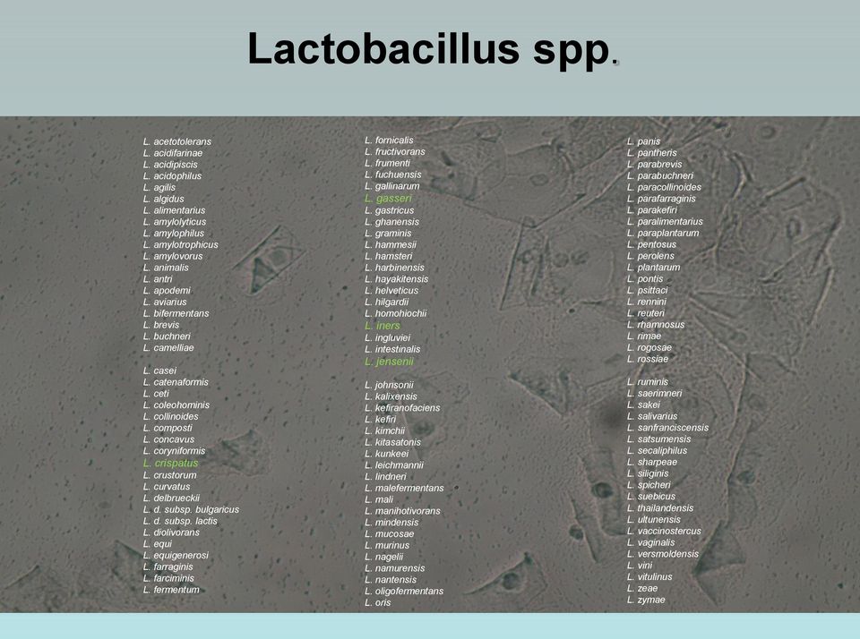 crustorum L. curvatus L. delbrueckii L. d. subsp. bulgaricus L. d. subsp. lactis L. diolivorans L. equi L. equigenerosi L. farraginis L. farciminis L. fermentum L. fornicalis L. fructivorans L.