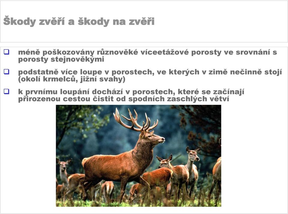 nečinně stojí (okolí krmelců, jižní svahy) k prvnímu loupání dochází v