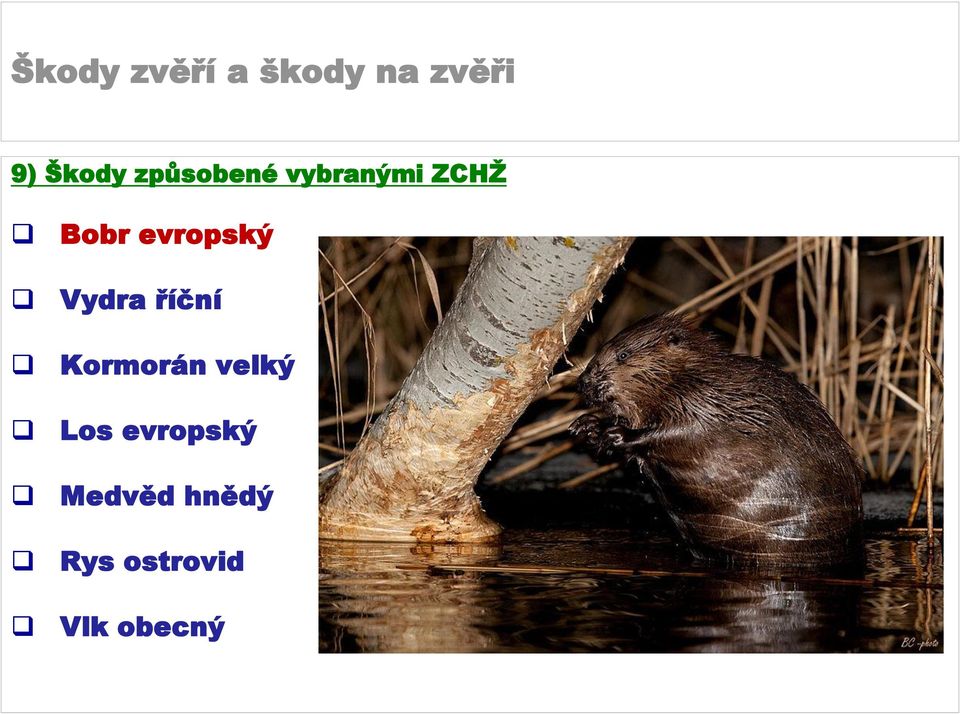 Kormorán velký Los evropský