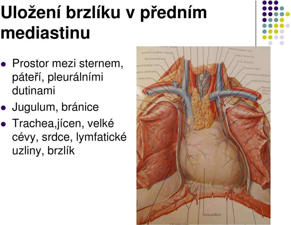 pleurálními dutinami Jugulum, bránice