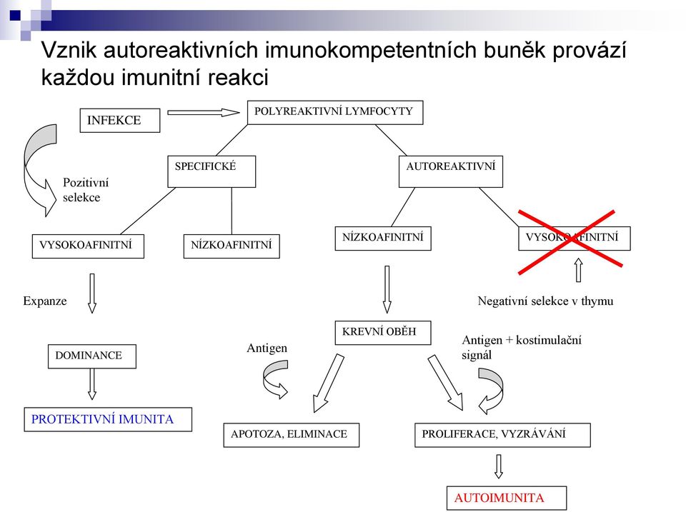 NÍZKOAFINITNÍ NÍZKOAFINITNÍ VYSOKOAFINITNÍ Expanze Negativní selekce v thymu DOMINANCE Antigen