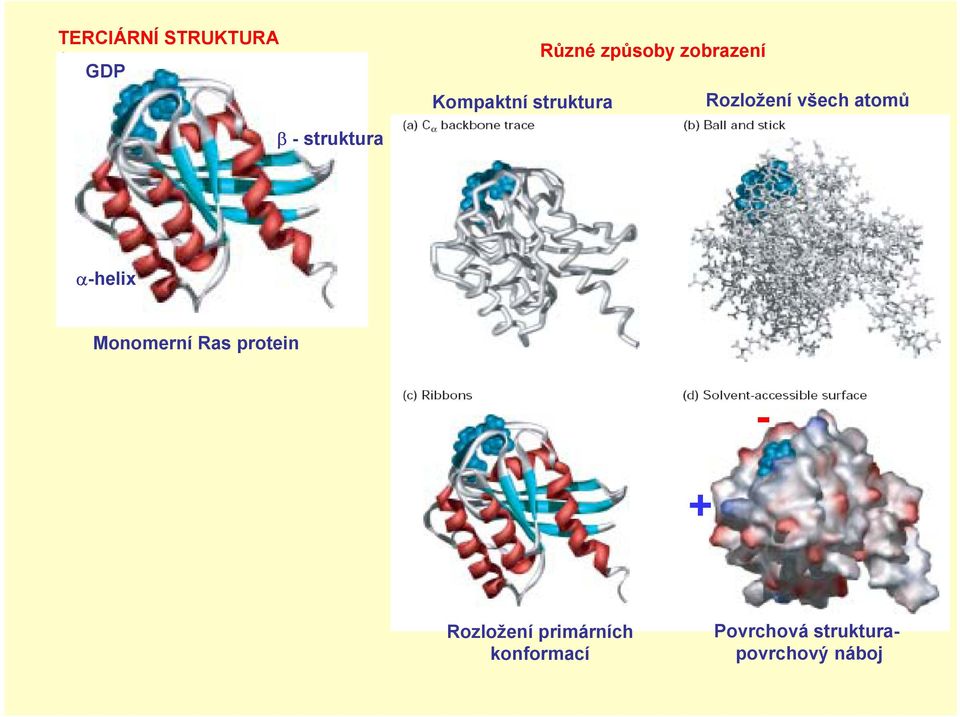 -struktura α-helix Monomerní Ras protein - +