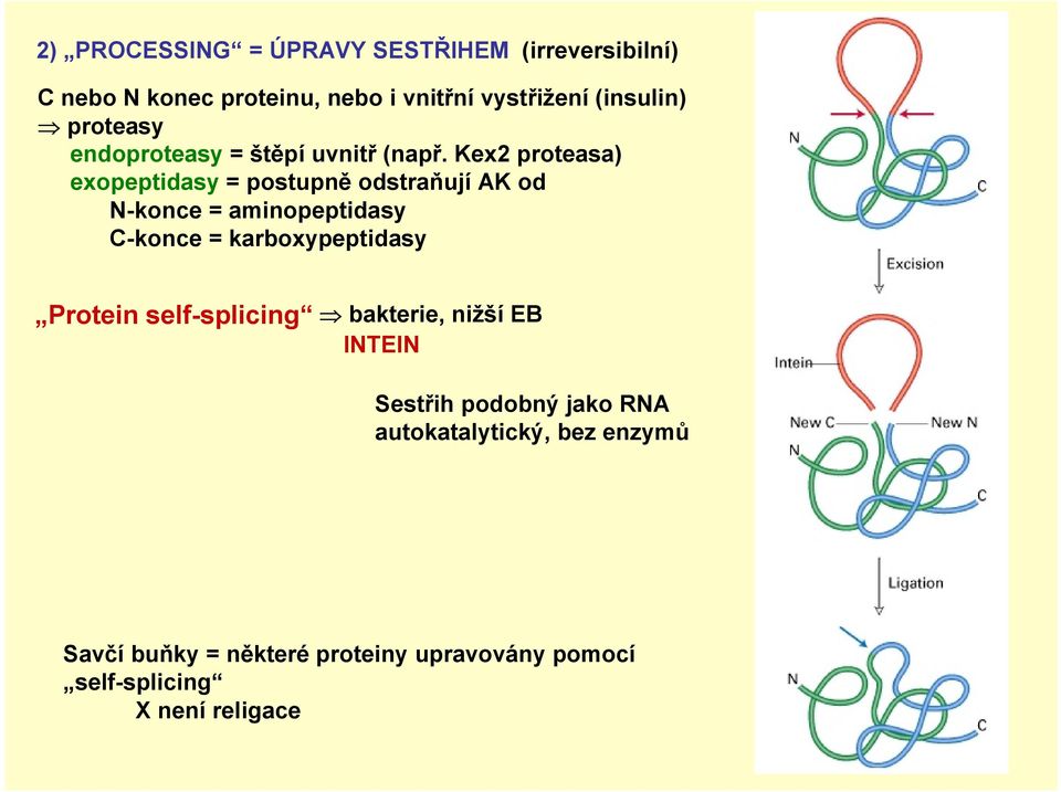 Kex2 proteasa) exopeptidasy = postupně odstraňují AK od N-konce = aminopeptidasy C-konce = karboxypeptidasy