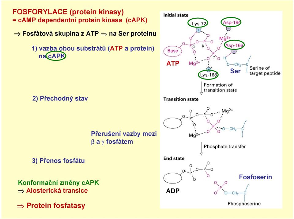 protein) na capk ATP Ser 2) Přechodný stav Přerušení vazby mezi β a γ fosfátem