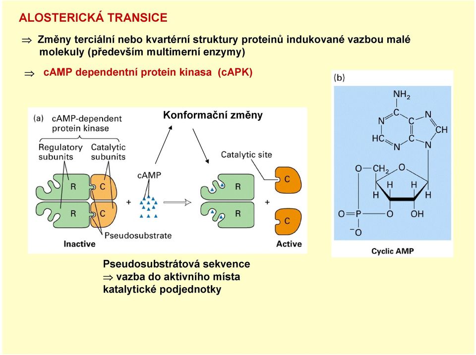 enzymy) camp dependentní protein kinasa (capk) Konformační změny