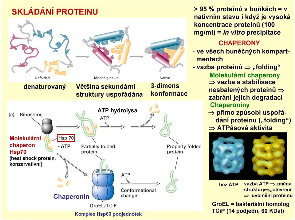 kompartmentech - vazba proteinů folding Molekulární chaperony vazba a stabilisace nesbalených proteinů zabrání jejich degradaci Chaperoniny přímo způsobí uspořádání