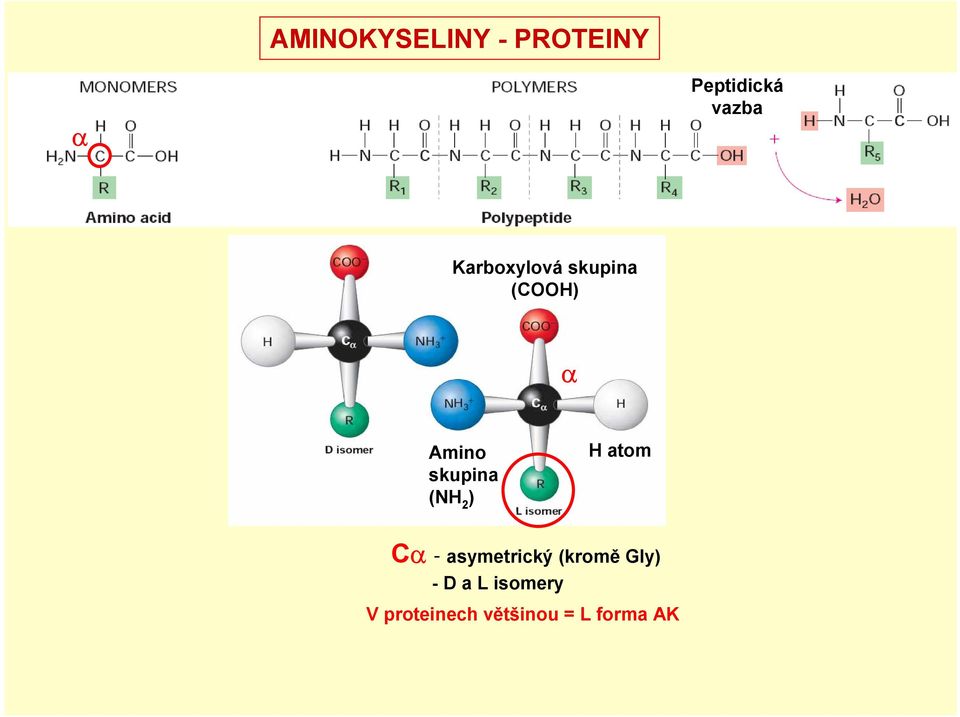 (NH 2 ) H atom Cα - asymetrický (kromě Gly)