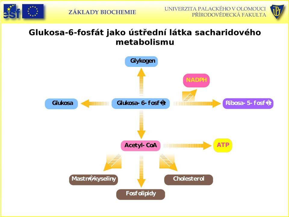 Glukosa Glukosa- 6- fosf t Ribosa- 5- fosf t