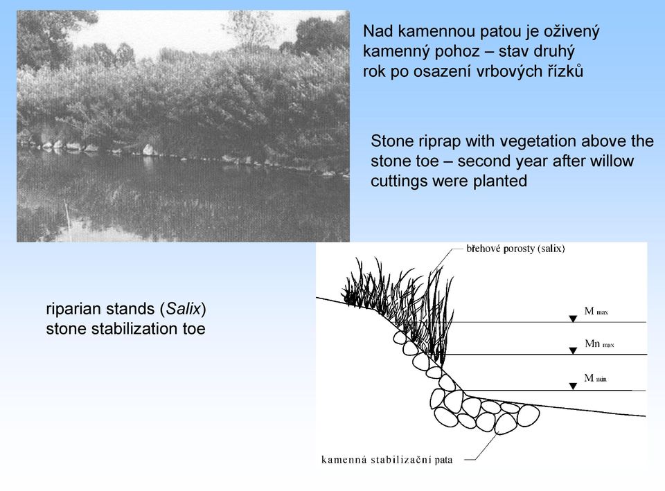 vegetation above the stone toe second year after willow
