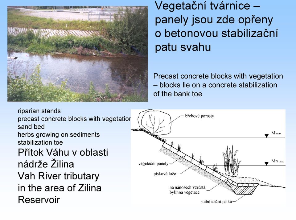 riparian stands precast concrete blocks with vegetation sand bed herbs growing on sediments
