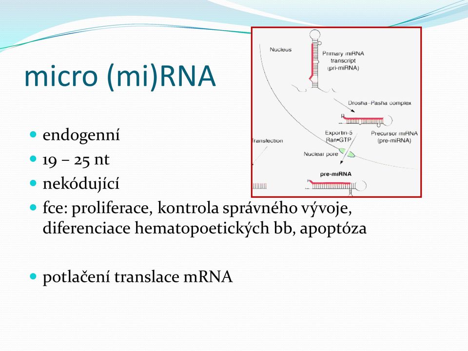 správného vývoje, diferenciace