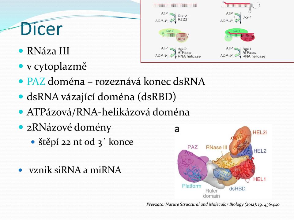 2RNázové domény štěpí 22 nt od 3 konce vznik sirna a mirna