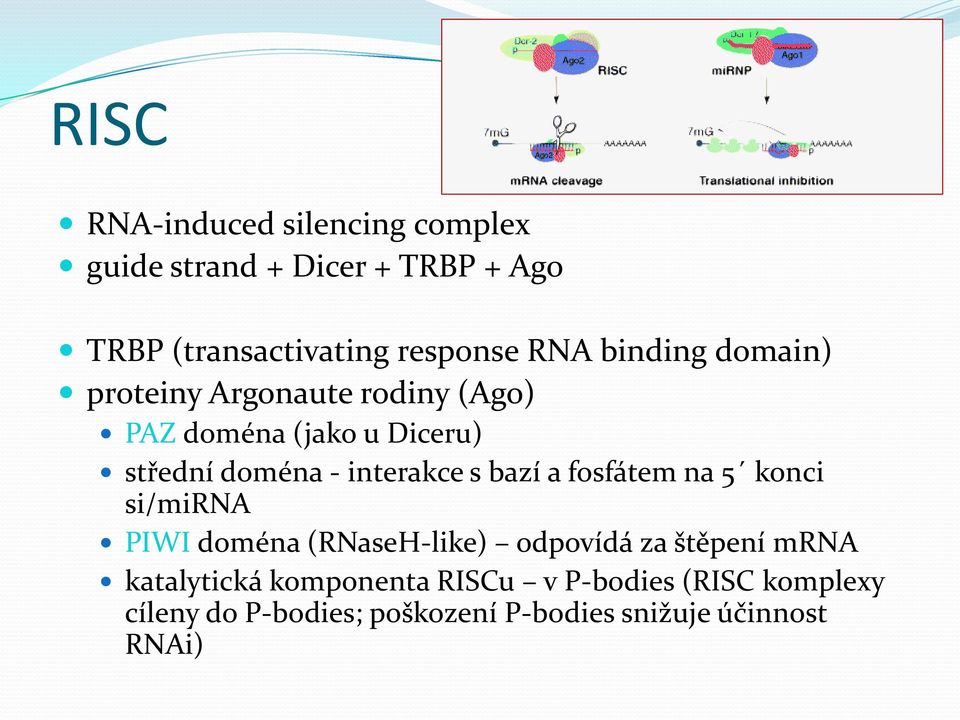 interakce s bazí a fosfátem na 5 konci si/mirna PIWI doména (RNaseH-like) odpovídá za štěpení mrna