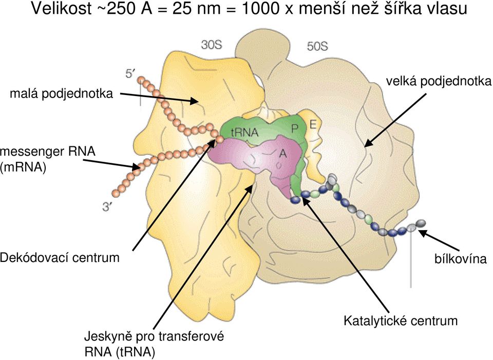 messenger RNA (mrna) Dekódovací centrum