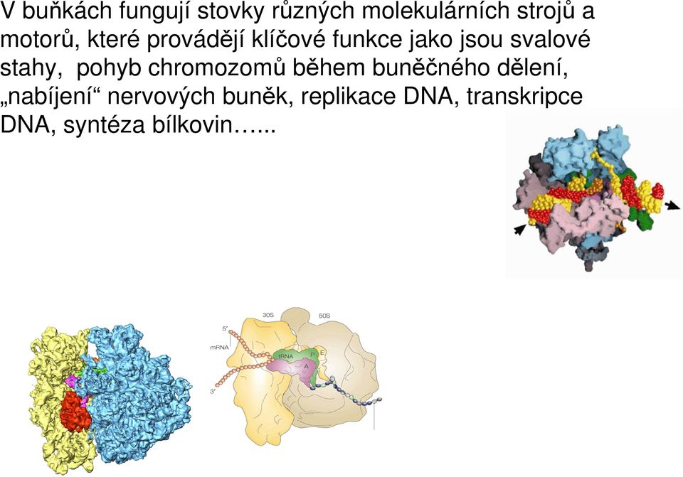 stahy, pohyb chromozomů během buněčného dělení, nabíjení