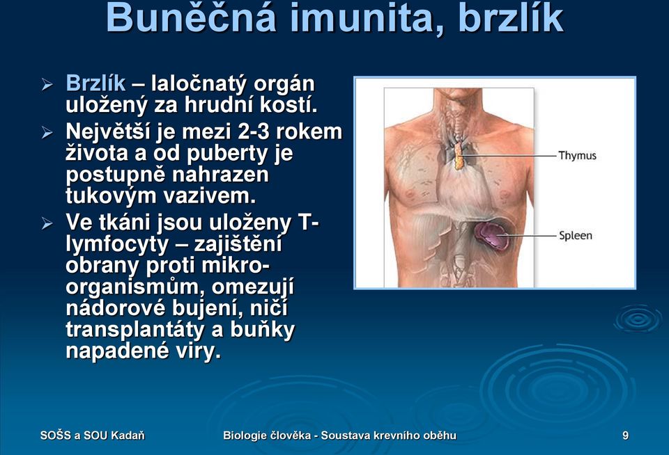 Ve tkáni jsou uloženy T- lymfocyty zajištění obrany proti mikroorganismům, omezují