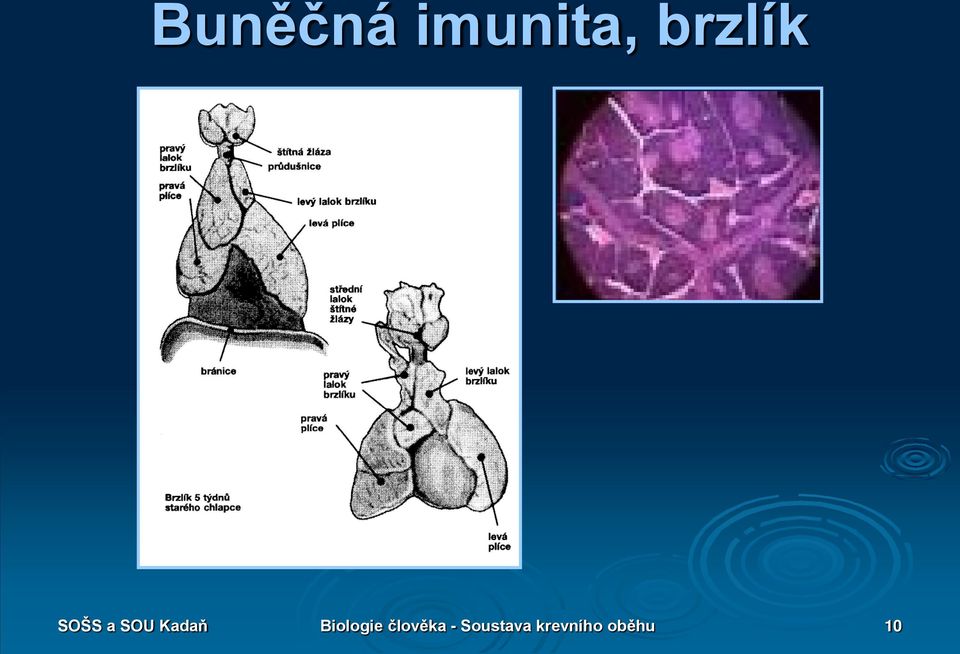 Kadaň Biologie