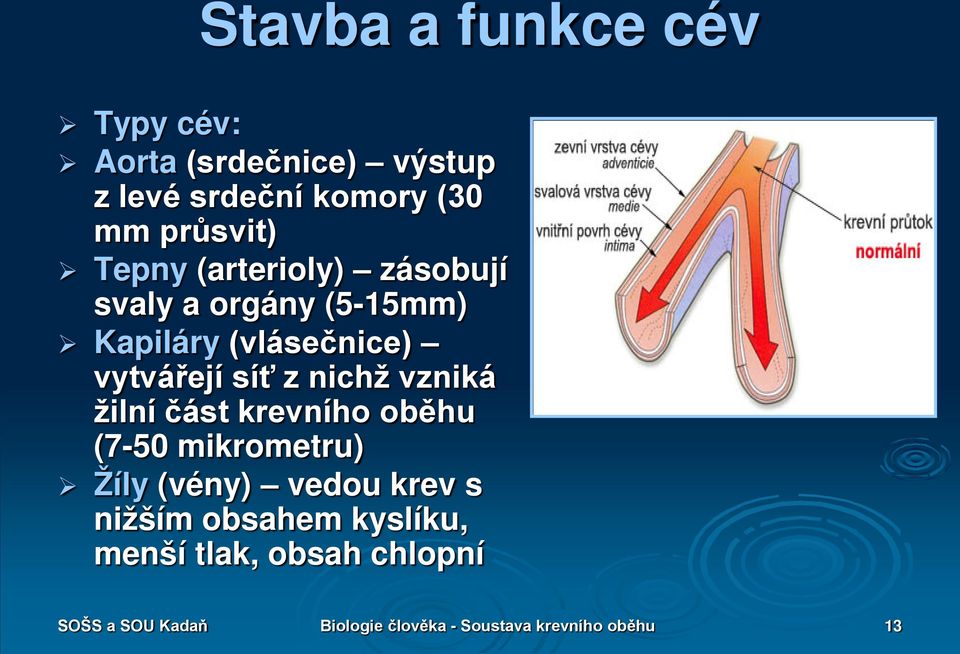 nichž vzniká žilní část krevního oběhu (7-50 mikrometru) Žíly (vény) vedou krev s nižším