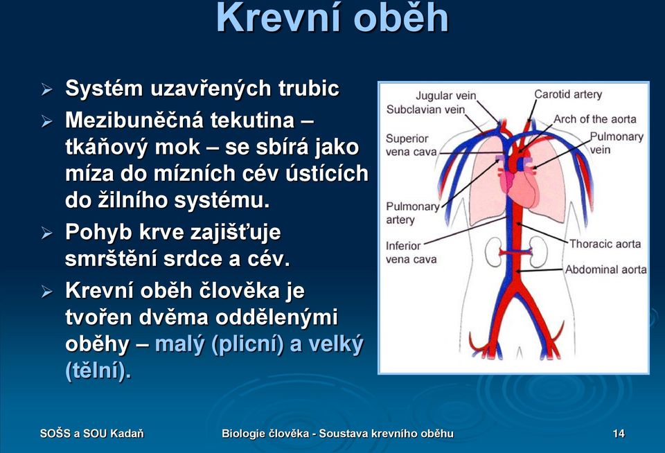 Pohyb krve zajišťuje smrštění srdce a cév.