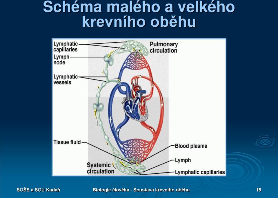 Kadaň Biologie člověka -