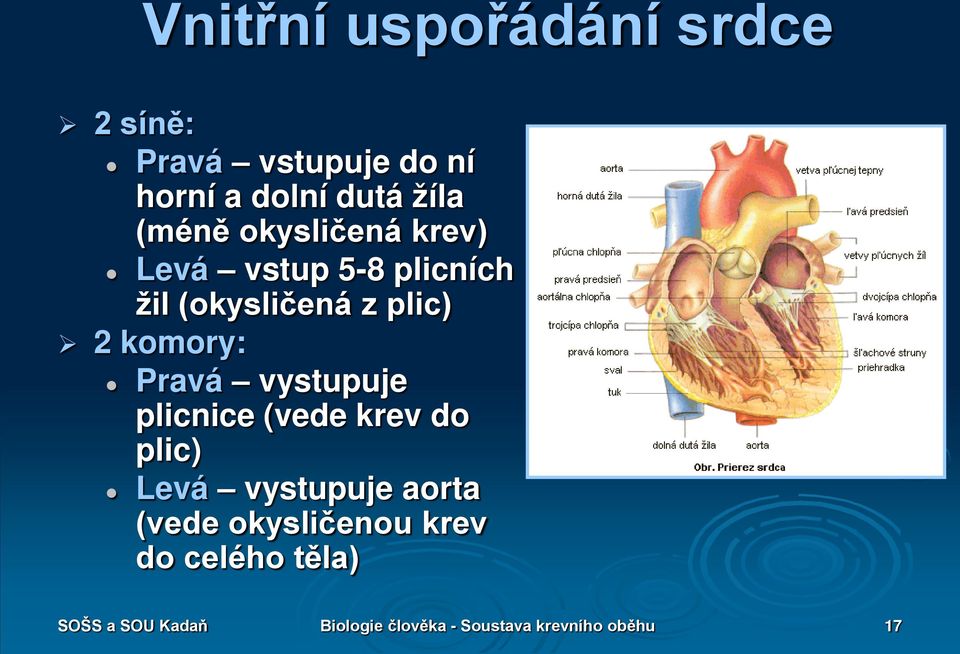 Pravá vystupuje plicnice (vede krev do plic) Levá vystupuje aorta (vede