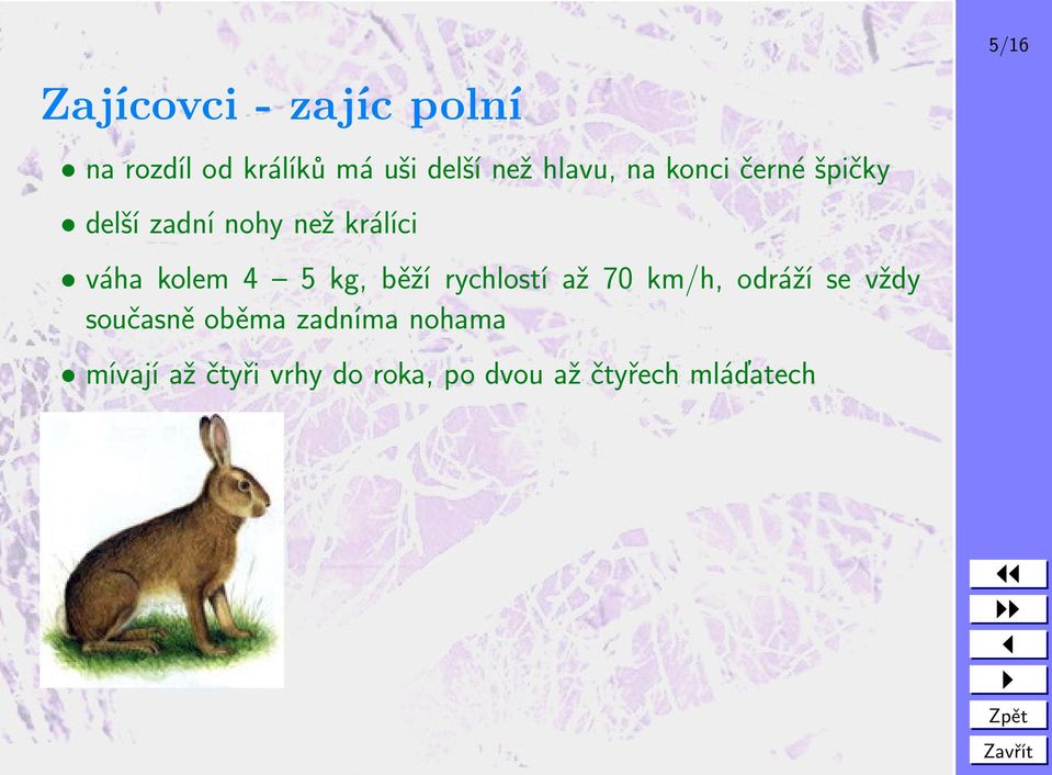 kg, běží rychlostí až 70 km/h, odráží se vždy současně oběma zadníma