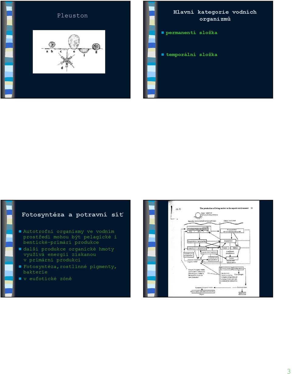 pelagické i bentické-primárí produkce další produkce organické hmoty využívá