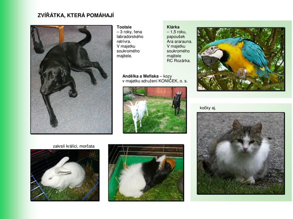 Klárka 1,5 roku, papoušek Ara ararauna.