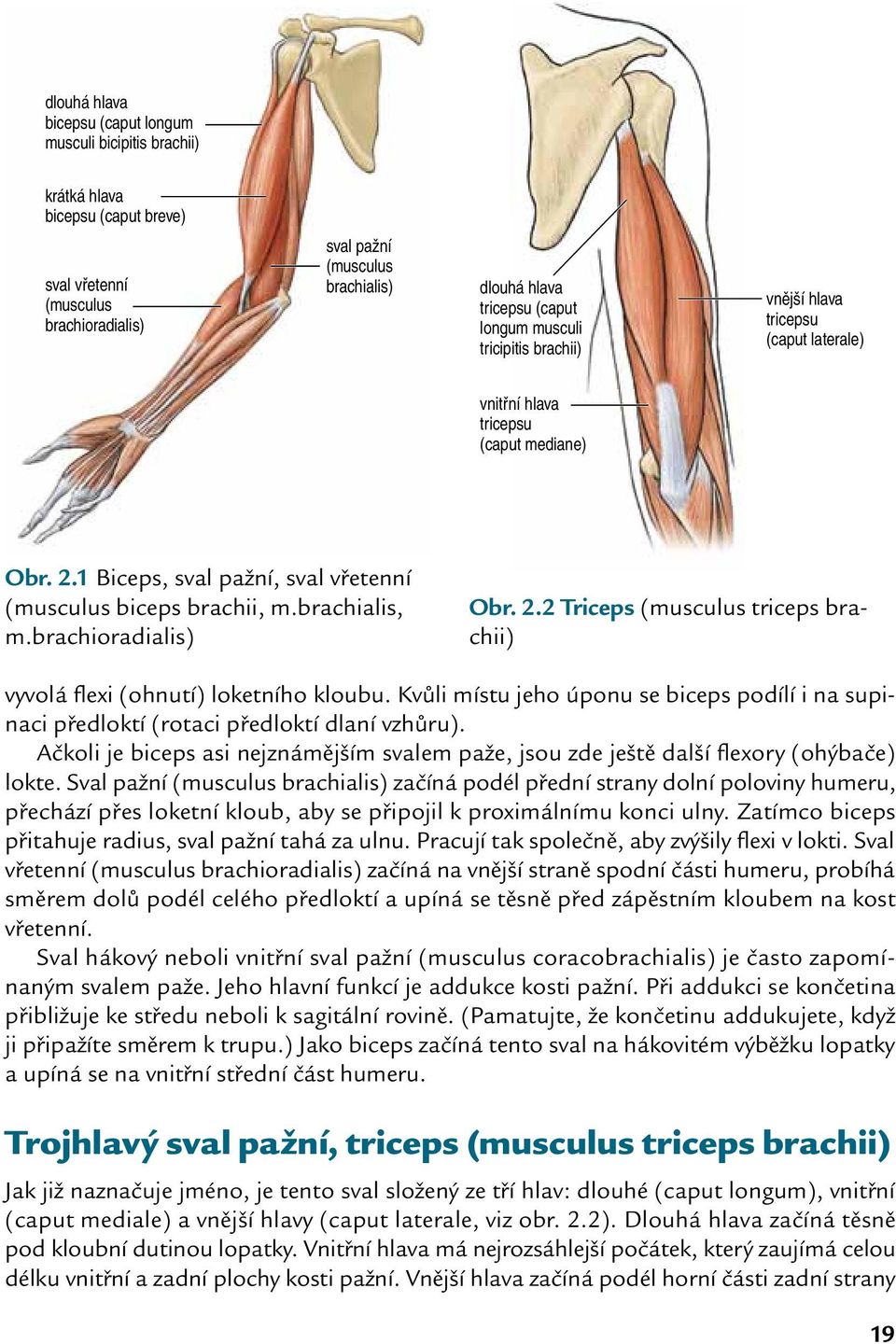 Kvůli místu jeho úponu se biceps podílí i na supinaci předloktí (rotaci předloktí dlaní vzhůru). Ačkoli je biceps asi nejznámějším svalem paže, jsou zde ještě další flexory (ohýbače) lokte.