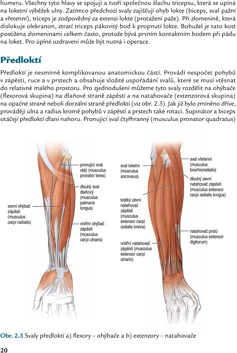 Při zlomenině, která dislokuje olekranon, ztratí triceps pákovitý bod k propnutí lokte. Bohužel je tato kost postižena zlomeninami celkem často, protože bývá prvním kontaktním bodem při pádu na loket.