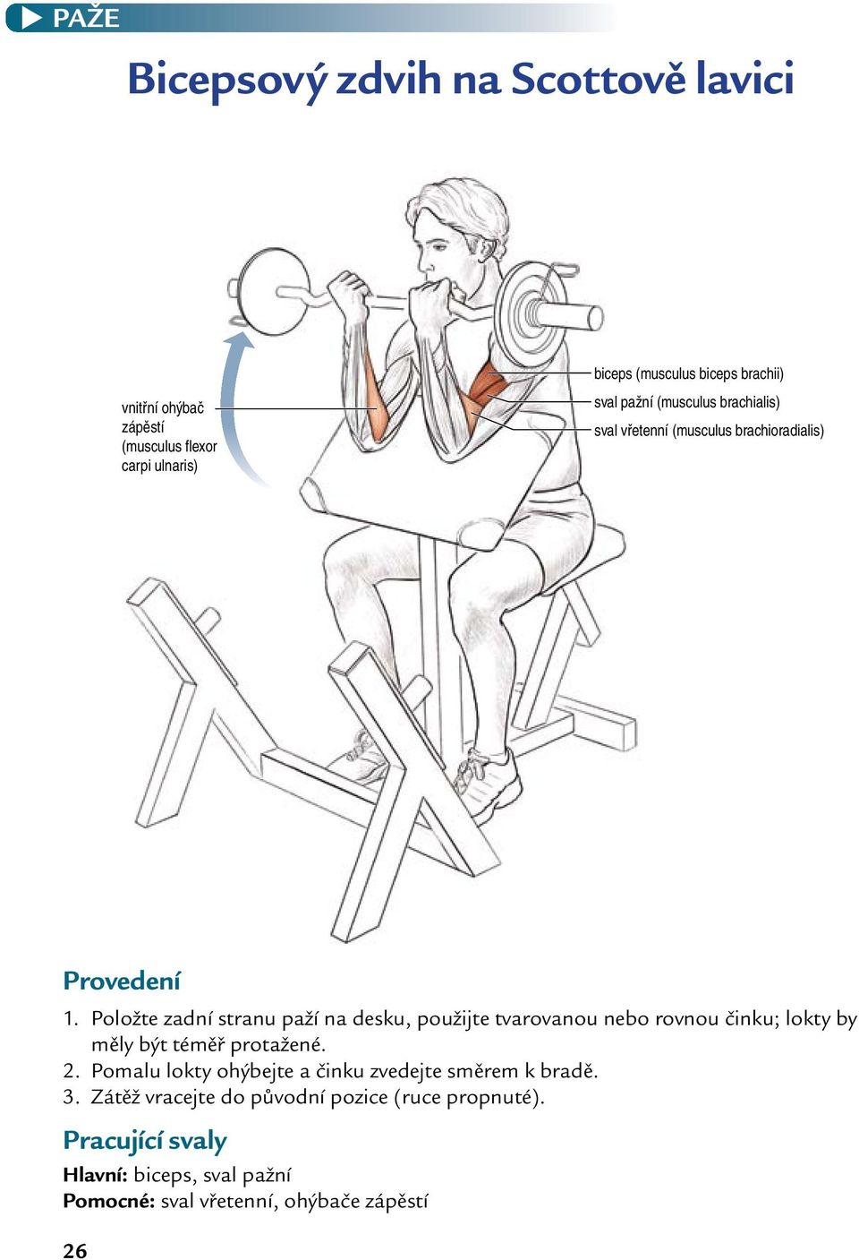 Položte zadní stranu paží na desku, použijte tvarovanou nebo rovnou činku; lokty by měly být téměř protažené. 2.