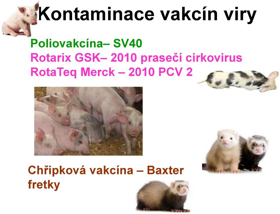 2010 prasečí cirkovirus RotaTeq