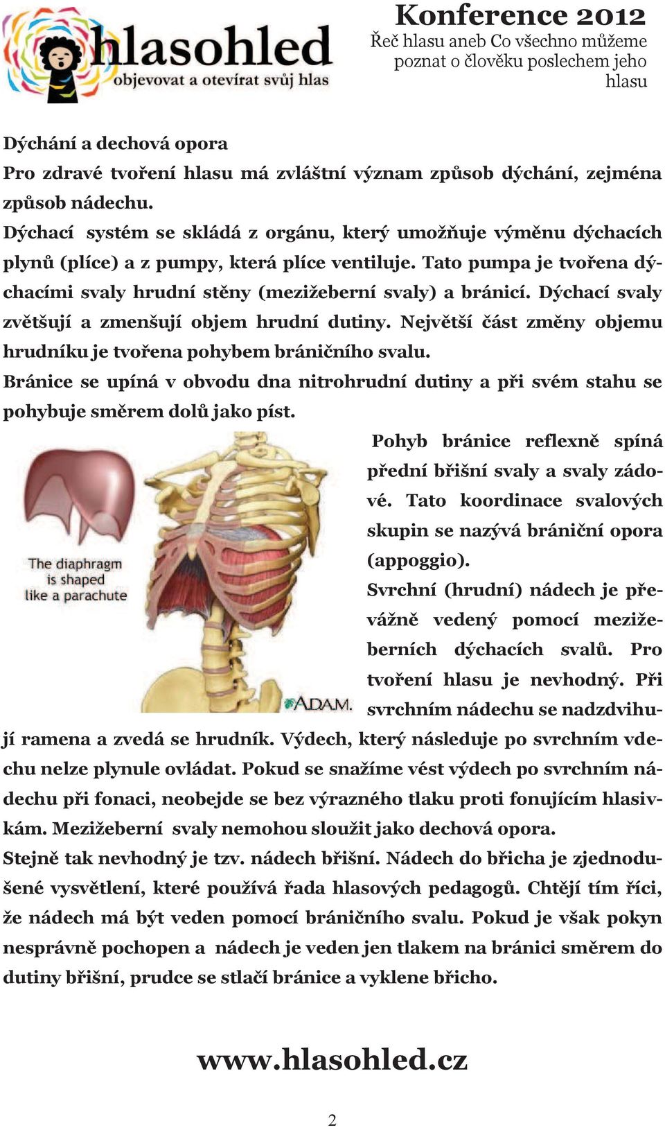 Dýchací svaly zvětšují a zmenšují objem hrudní dutiny. Největší část změny objemu hrudníku je tvořena pohybem bráničního svalu.