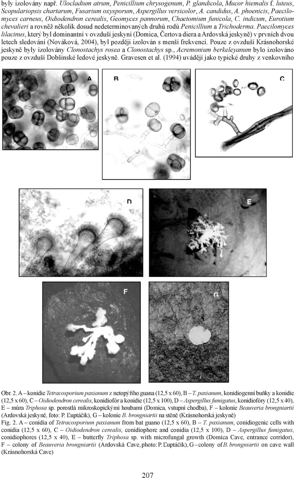 indicum, Eurotium chevalieri a rovněž několik dosud nedeterminovaných druhů rodů Penicillium a Trichoderma.