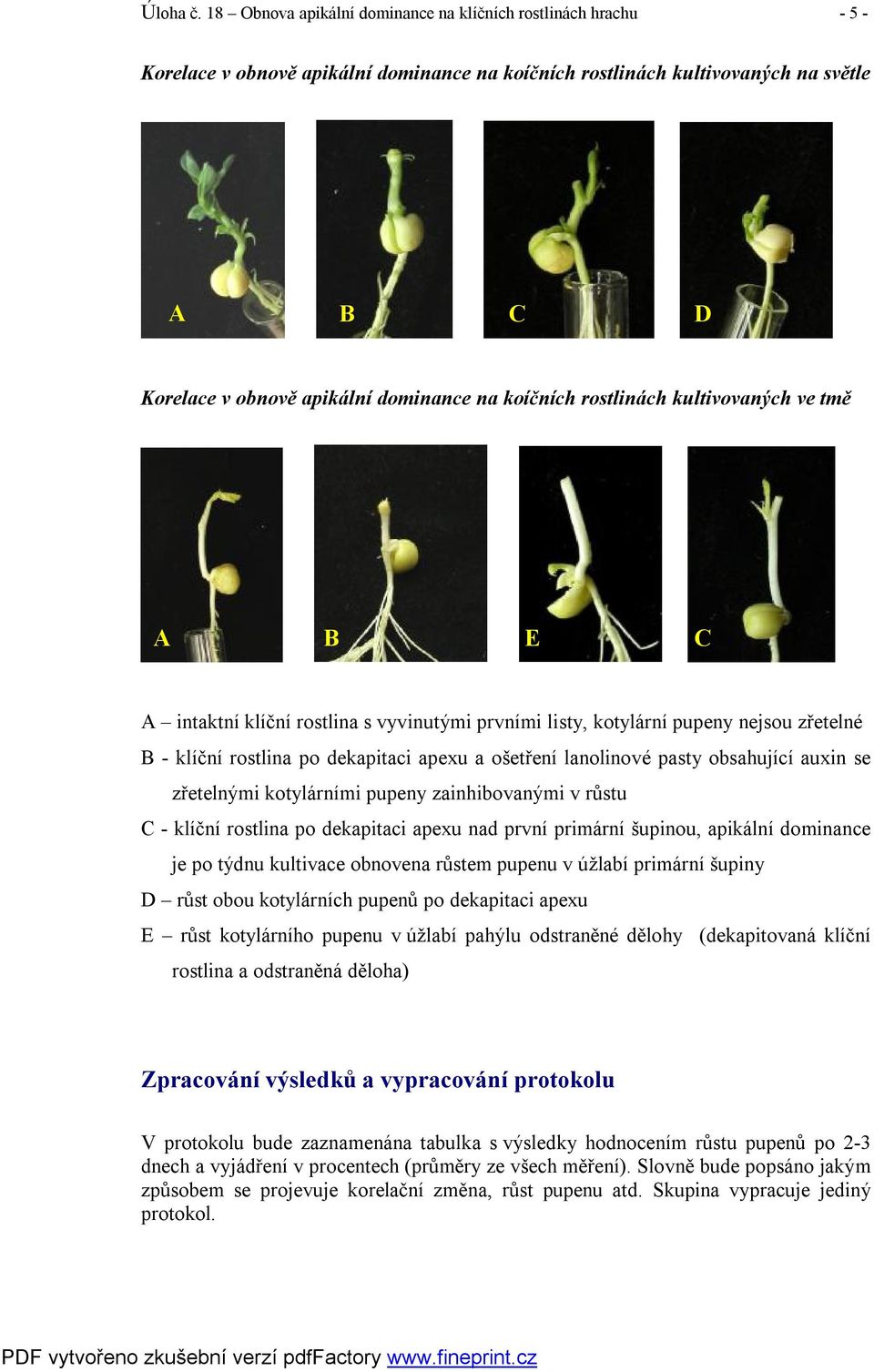 koíčních rostlinách kultivovaných ve tmě A B E C A intaktní klíční rostlina s vyvinutými prvními listy, kotylární pupeny nejsou zřetelné B - klíční rostlina po dekapitaci apexu a ošetření lanolinové