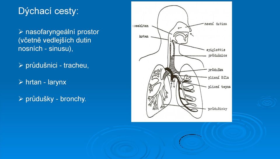 nosních - sinusu), průdušnici -