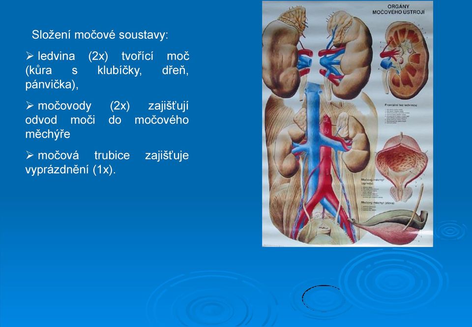 močovody (2x) zajišťují odvod moči do