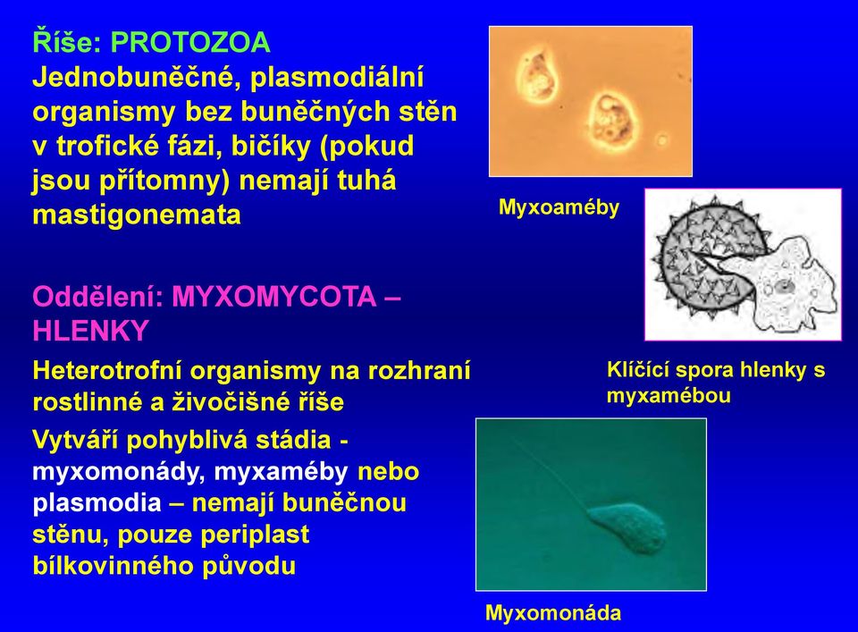 na rozhraní rostlinné a živočišné říše Vytváří pohyblivá stádia - myxomonády, myxaméby nebo plasmodia