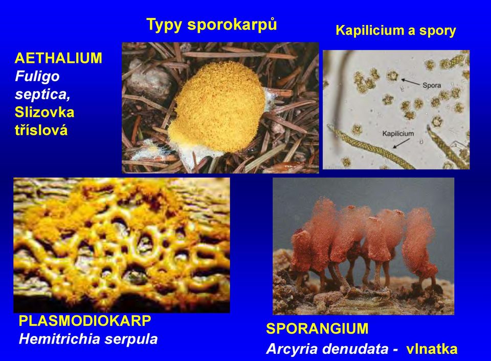 tříslová PLASMODIOKARP Hemitrichia