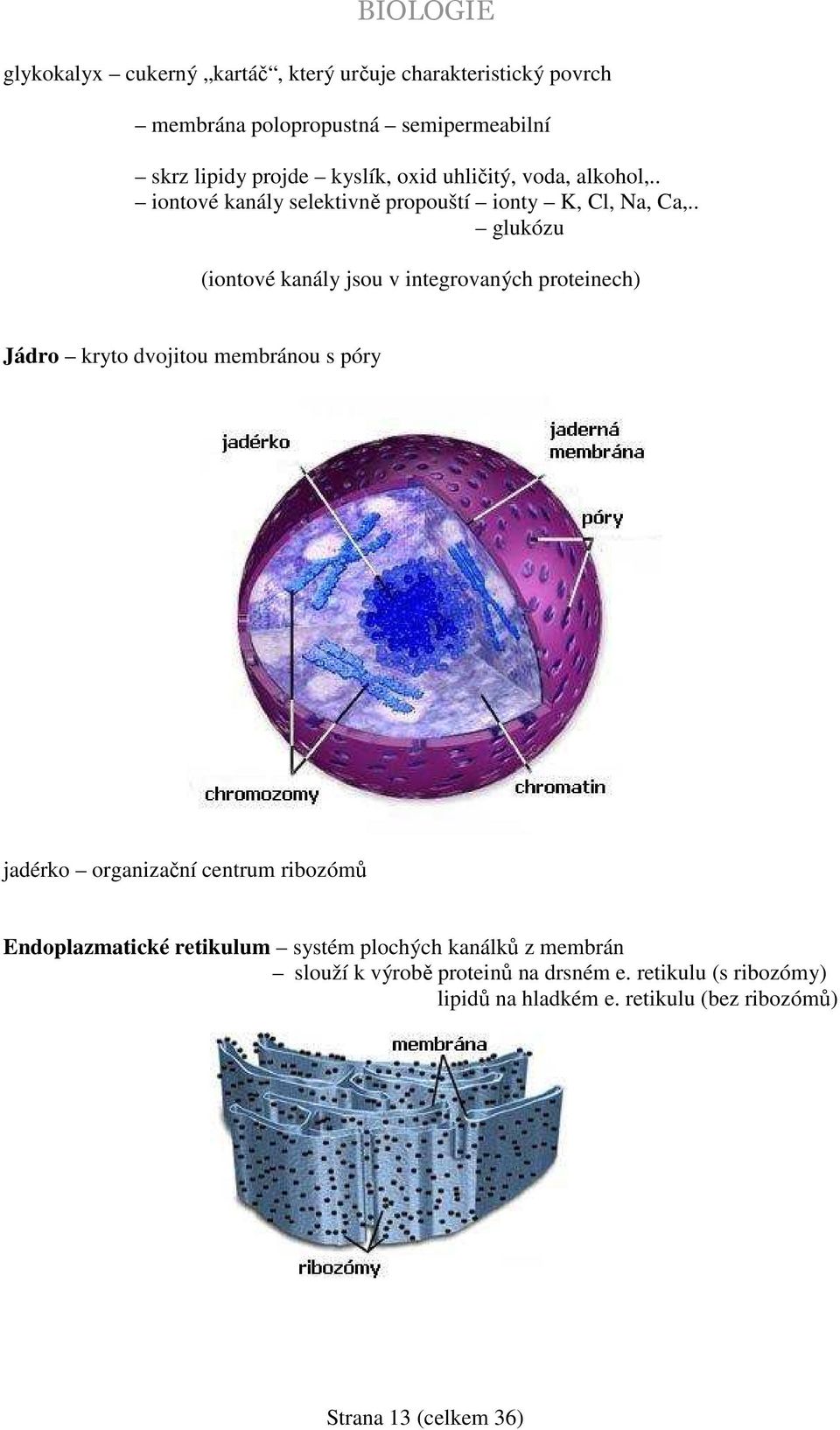 . glukózu (iontové kanály jsou v integrovaných proteinech) Jádro kryto dvojitou membránou s póry jadérko organizační centrum ribozómů