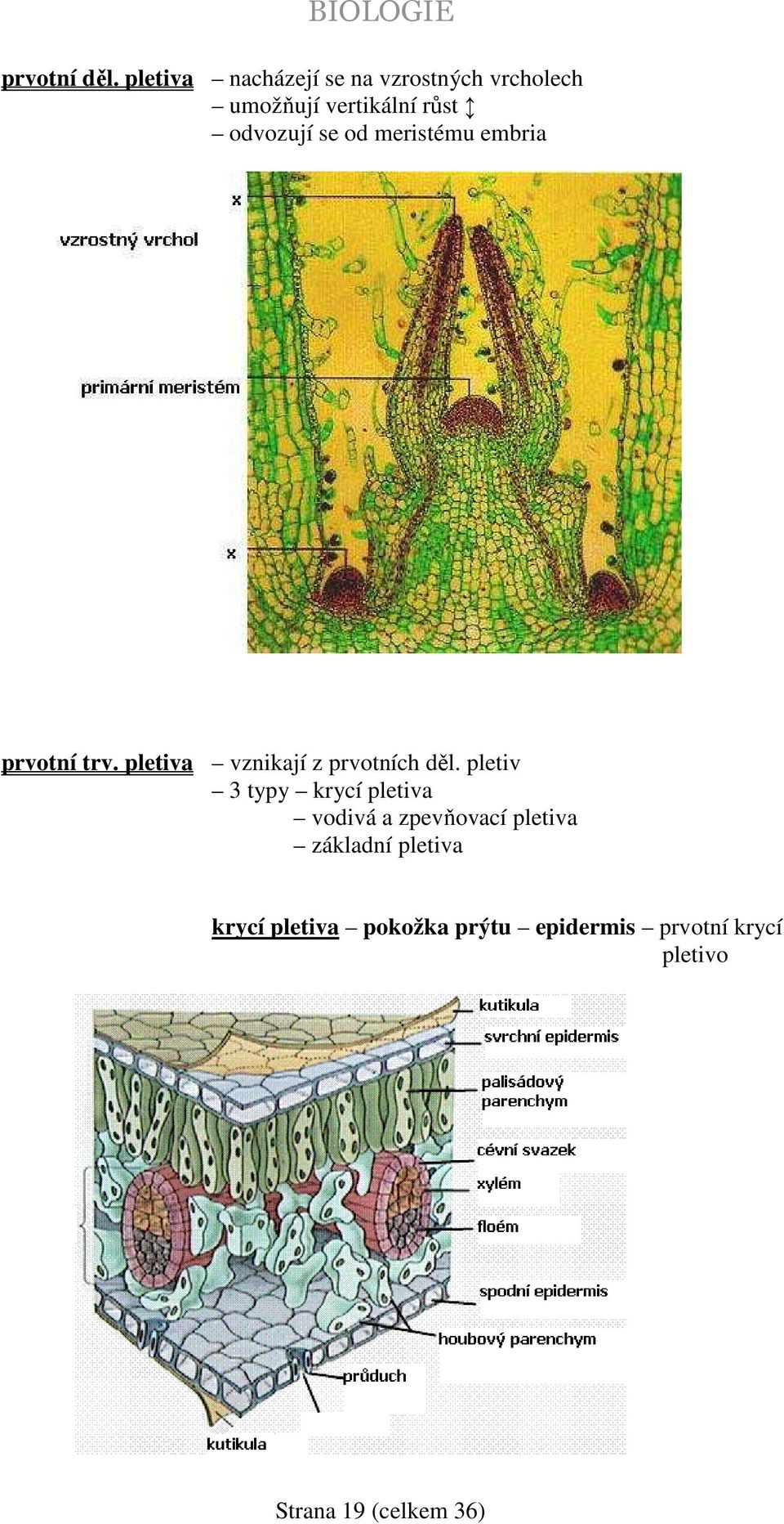 se od meristému embria prvotní trv. pletiva vznikají z prvotních děl.