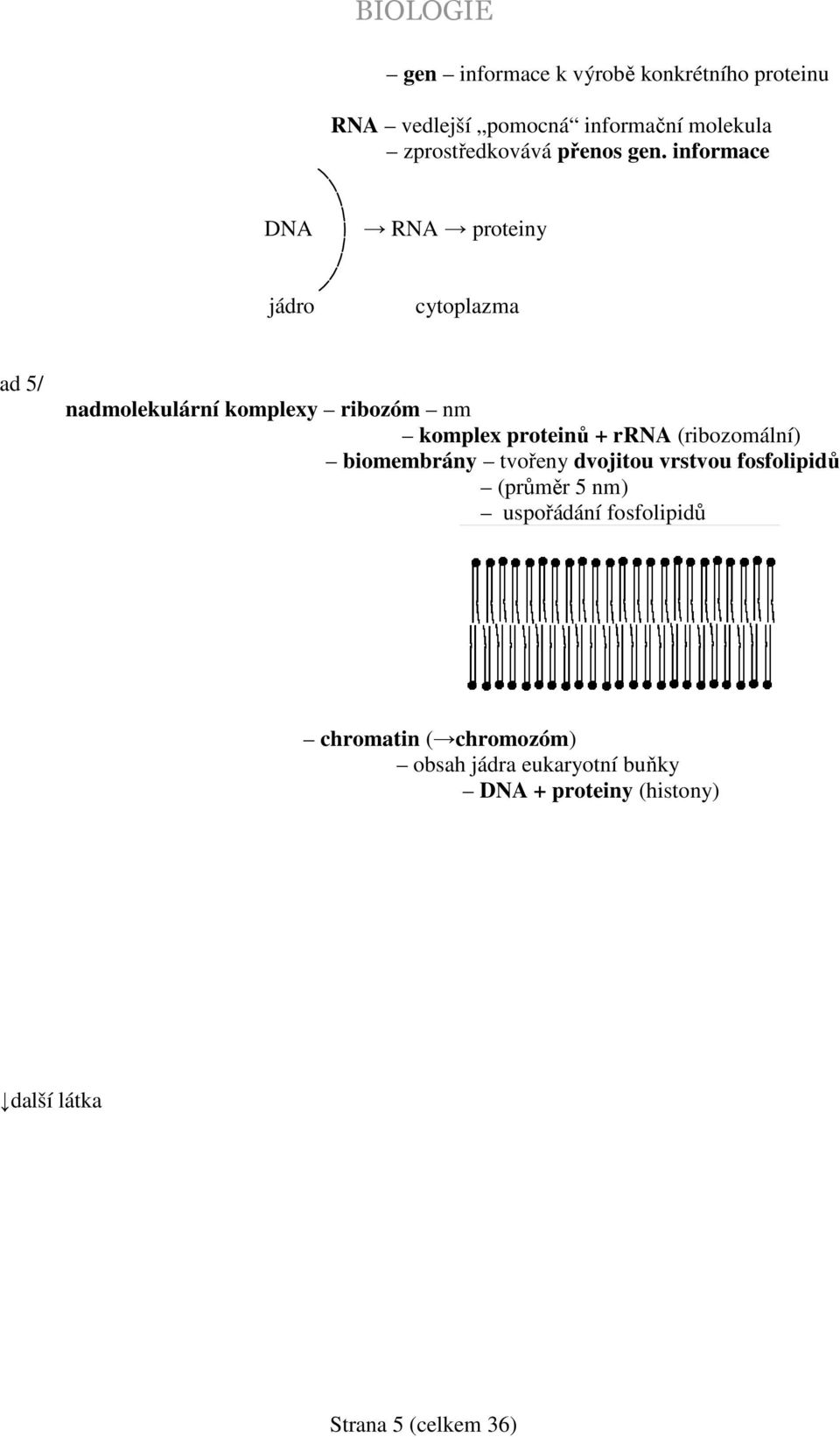 + rrna (ribozomální) biomembrány tvořeny dvojitou vrstvou fosfolipidů (průměr 5 nm) uspořádání fosfolipidů