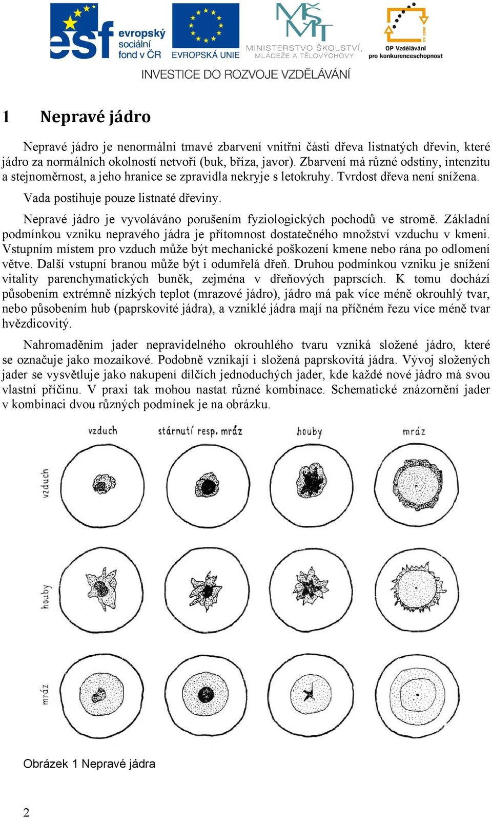 Nepravé jádro je vyvoláváno porušením fyziologických pochodů ve stromě. Základní podmínkou vzniku nepravého jádra je přítomnost dostatečného množství vzduchu v kmeni.