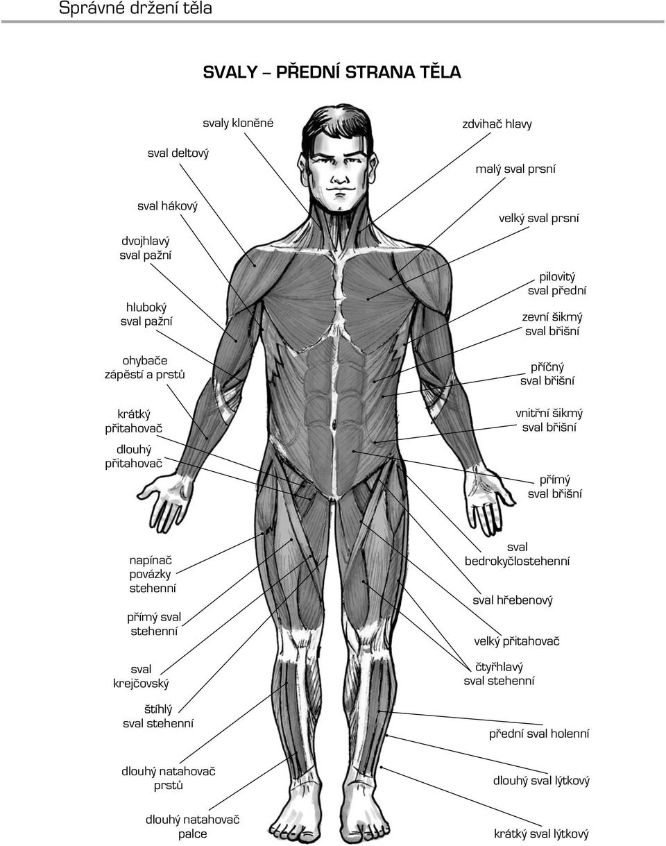vnitřní šikmý sval břišní přímý sval břišní napínač povázky stehenní přímý sval stehenní sval krejčovský štíhlý sval stehenní sval bedrokyčlostehenní