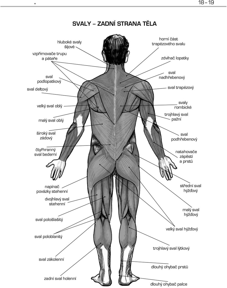 sval bederní sval podhřebenový natahovače zápěstí a prstů napínač povázky stehenní dvojhlavý sval stehenní sval pološlašitý střední sval hýžďový